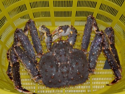 招募冷冻水产品供应商图3