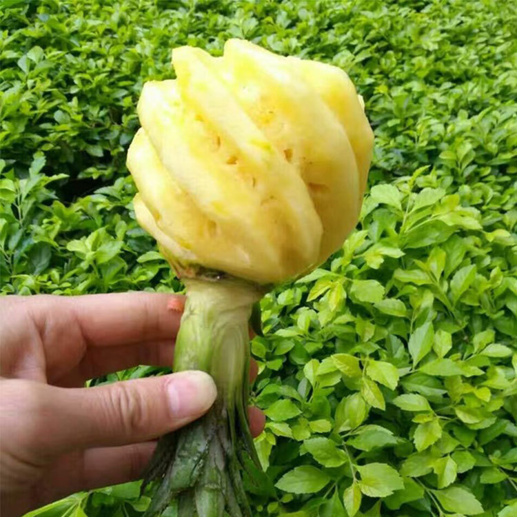 菠萝