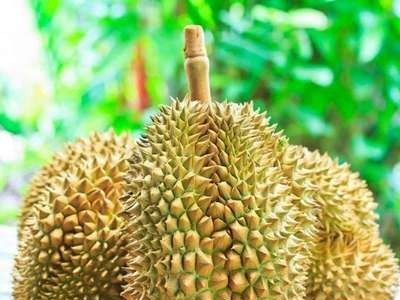 泰.国. 金枕榴莲 巴掌榴莲图3