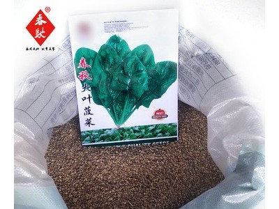 散装大叶菠菜种子 500g春秋大叶菠菜籽 四季播种圆叶菠菜菜园种子图2