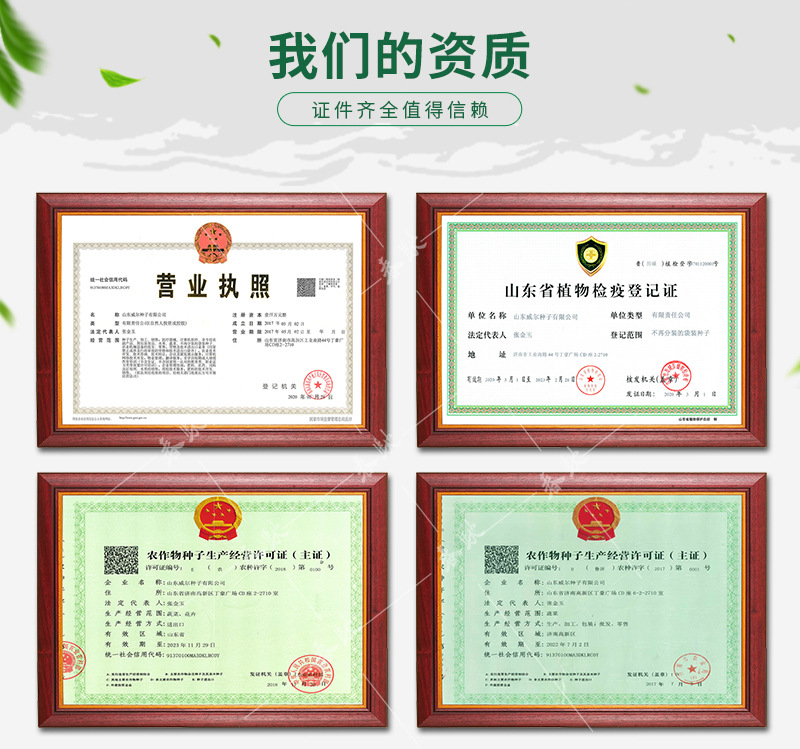 春秋大叶菠菜---详情页-800_02.jpg