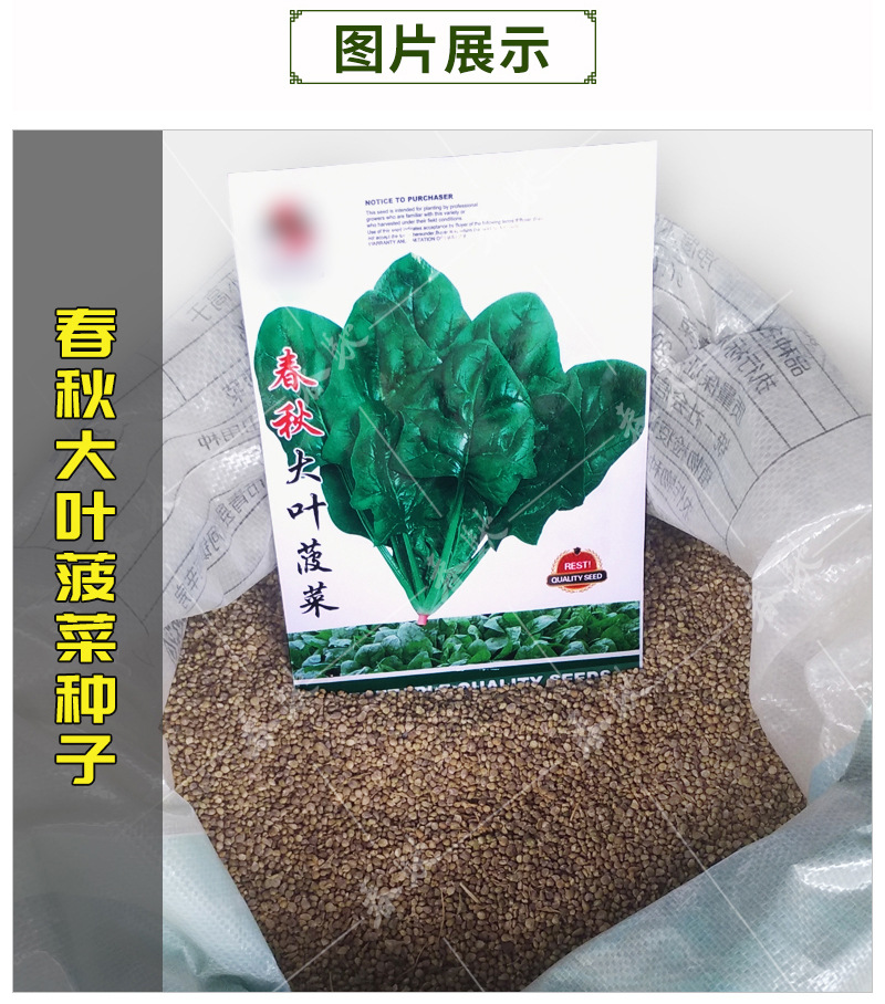 春秋大叶菠菜---详情页-800_06.jpg