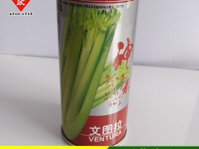 威尔种子批发 文图拉西芹种子 津南实芹 亚力士芹菜种子 基地用种图3