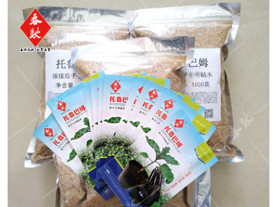 批发嫁接茄子砧木种子 托鲁巴姆 5g 野生茄子砧木种籽 耐病野茄子图4