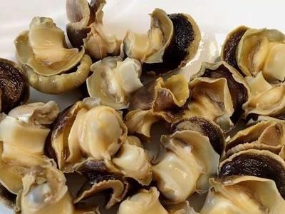 海鲜鲜活批发沙螺肉 野生肚脐螺 速冻沙螺肉 海鲜批发零售图5