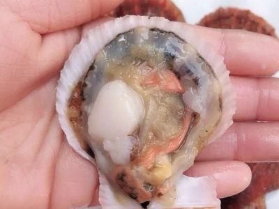 活扇贝鲜活新鲜红扇贝野生小扇贝当天新鲜小红贝蒜蓉扇贝海鲜贝类图2