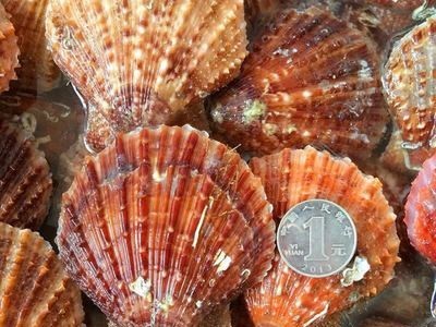 活扇贝鲜活新鲜红扇贝野生小扇贝当天新鲜小红贝蒜蓉扇贝海鲜贝类图5