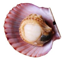活扇贝鲜活新鲜红扇贝野生小扇贝当天新鲜小红贝蒜蓉扇贝海鲜贝类