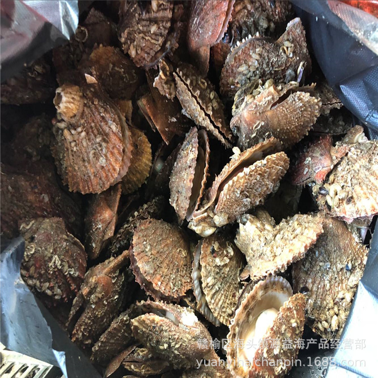 红扇贝5