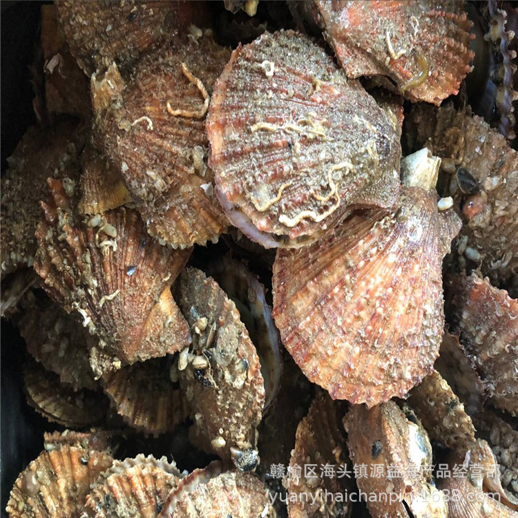 红扇贝3