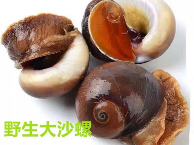 海鲜野生大沙螺 猫眼螺 香螺 大海螺 肚脐螺 批发各种鲜活贝类图5