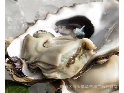生蚝批发生蚝 鲜活贝类海鲜乳山牡蛎海鲜水产鲜活牡蛎一件代发图3