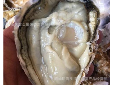 生蚝批发生蚝 鲜活贝类海鲜乳山牡蛎海鲜水产鲜活牡蛎一件代发图2