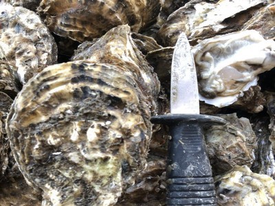 生蚝批发生蚝 鲜活贝类海鲜乳山牡蛎海鲜水产鲜活牡蛎一件代发图4