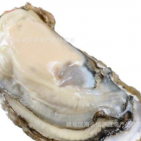 生蚝批发生蚝 鲜活贝类海鲜乳山牡蛎海鲜水产鲜活牡蛎一件代发