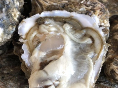 生蚝批发生蚝 鲜活贝类海鲜乳山牡蛎海鲜水产鲜活牡蛎一件代发图5