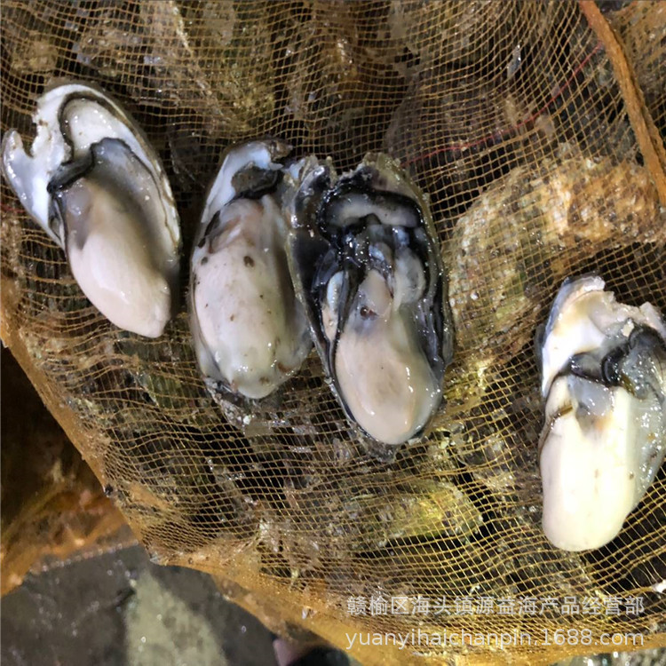 海蛎子2