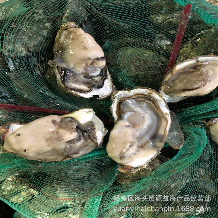 海蛎子3