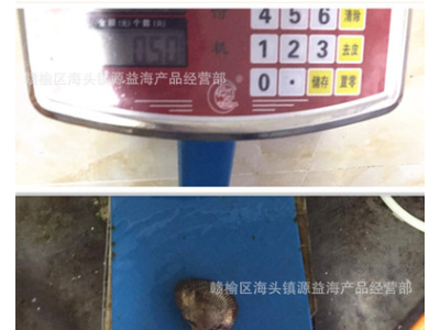 海鲜贝类 鲜活赤贝 大毛蛤 鲜活毛蚶 活蛤蜊 毛蛤血蛤 批发贝类图2