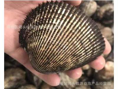 海鲜贝类 鲜活赤贝 大毛蛤 鲜活毛蚶 活蛤蜊 毛蛤血蛤 批发贝类图4