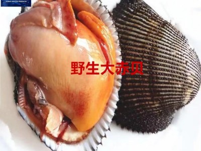 海鲜贝类 鲜活赤贝 大毛蛤 鲜活毛蚶 活蛤蜊 毛蛤血蛤 批发贝类图5