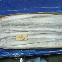 印度进口A级带鱼IWP单条套袋 冷冻鱼类单冻国外进口一手货源