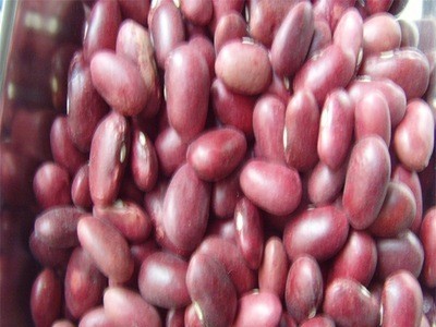 供应金时豆、日本红芸豆（价格面议）图4