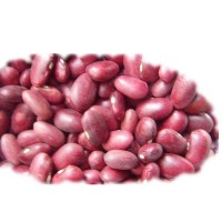 供应金时豆、日本红芸豆（价格面议）