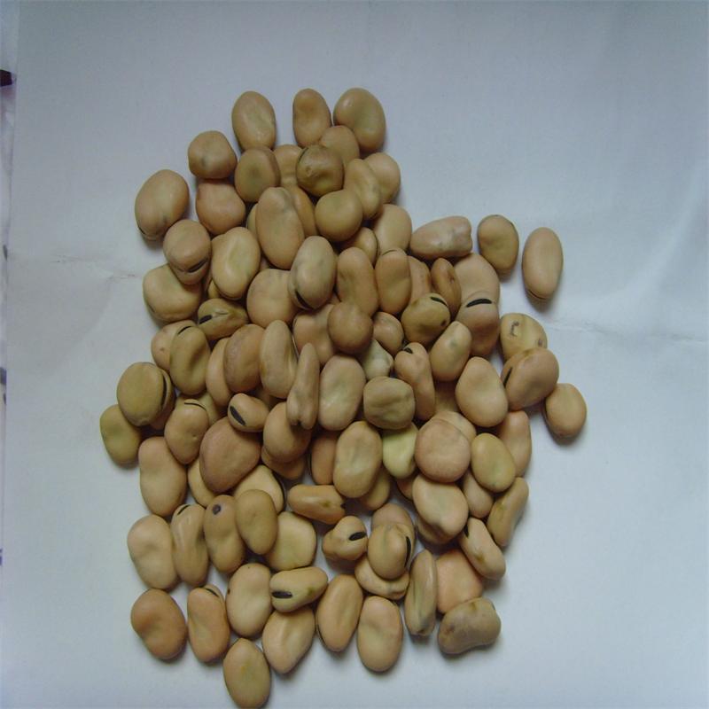 Broad Beans 100-120 pcs3s