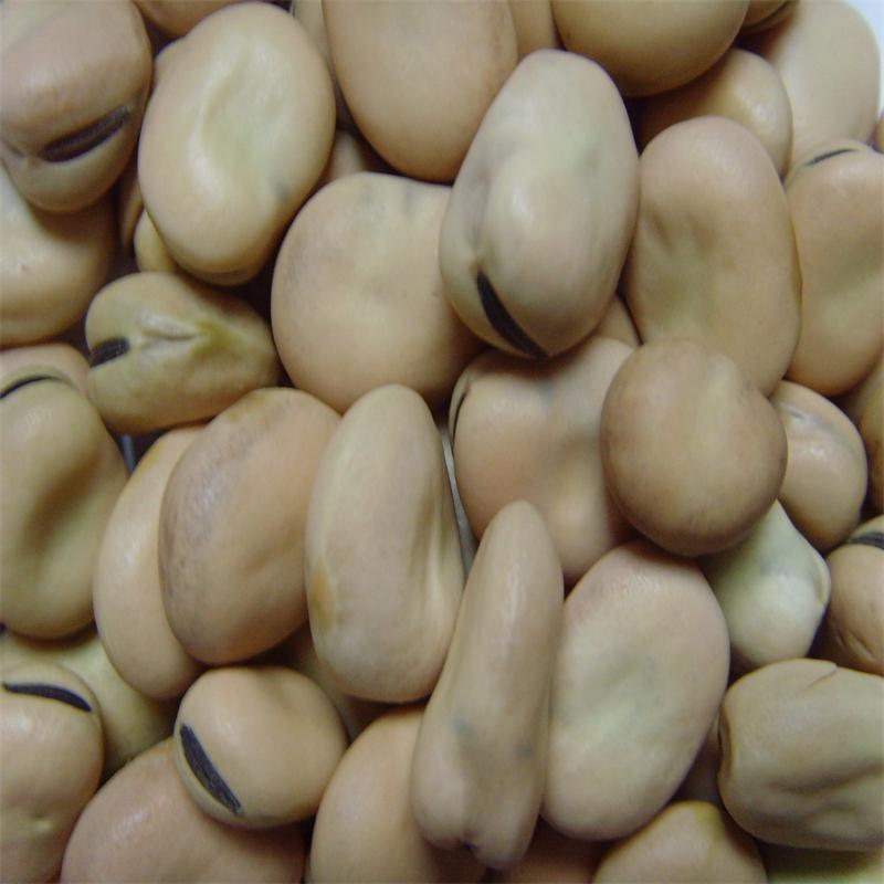Broad Beans 100-120 pcss