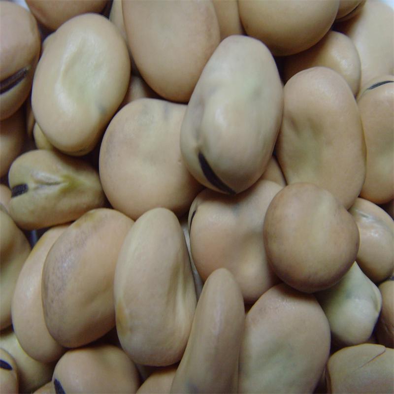 Broad Beans 100-120 pcs2s
