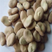 供应出口级蚕豆、出口日本标准蚕豆、12.5以上蚕豆、张家口蚕豆（价格面议）