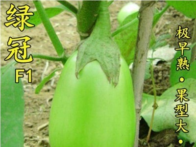 绿冠茄子种子四季青茄子种子早熟绿茄子罐茄蔬菜种子图2
