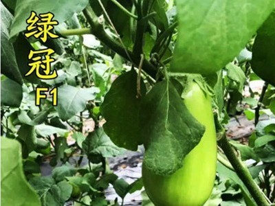 绿冠茄子种子四季青茄子种子早熟绿茄子罐茄蔬菜种子图5