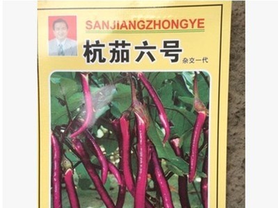 杭茄种子杭茄六号茄子种子杭州三江茄子种子早熟杭茄种子图4