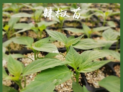 基地销售大棚蔬菜苗盒阳台庭院盆栽播种大量需预定批发辣椒穴盘苗图3