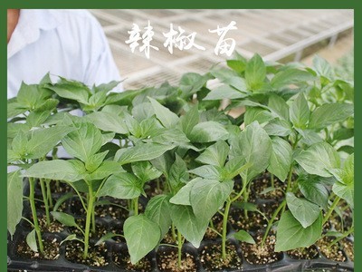 基地销售大棚蔬菜苗盒阳台庭院盆栽播种大量需预定批发辣椒穴盘苗图2