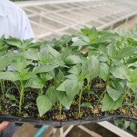 辣椒穴盘苗育苗盒播种墨秀红美椒青红椒苗供应各种应季蔬菜苗子