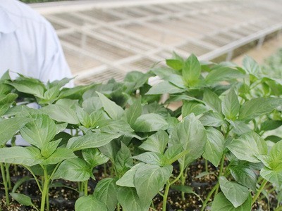 墨秀红17号美椒102寿光辣椒苗批发蔬菜辣椒秧苗和县基地直销图1