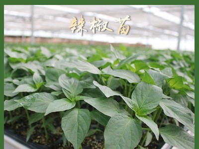 墨秀红17号美椒102寿光辣椒苗批发蔬菜辣椒秧苗和县基地直销图5