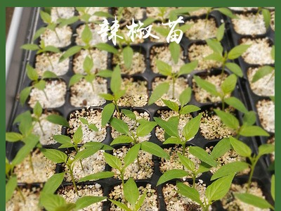 基地销售大棚蔬菜苗盒阳台庭院盆栽播种大量需预定批发辣椒穴盘苗图1