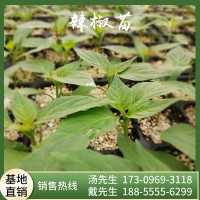 辣椒苗南方种四季食用蔬菜苗幼苗阳台大棚庭院农家菜园种植青椒苗