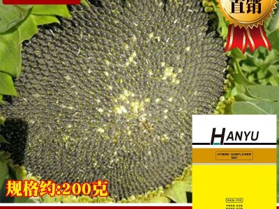 韩育S667油葵种子 农田菜地高产出油量高盘大抗倒伏油葵籽原厂袋图5