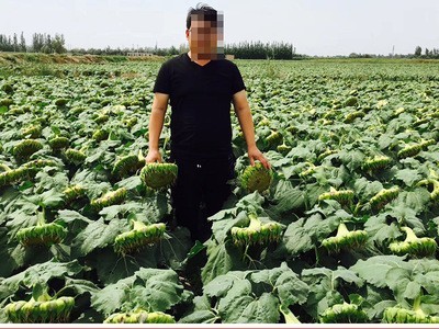 韩育S667油葵种子 农田菜地高产出油量高盘大抗倒伏油葵籽原厂袋图4