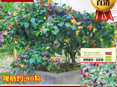 观赏园艺五彩椒种子 农田菜地丰产多色小辣椒籽原厂袋装易种植图5