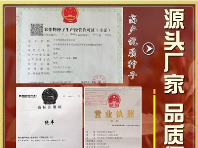 韩育七彩椒种子 农田菜地丰产小辣椒籽原厂包装易种植适应性强图3