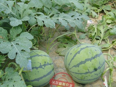 高产易种圆形西瓜种子【花皮一号】早熟脆甜沙瓤耐储运 四季播种图4