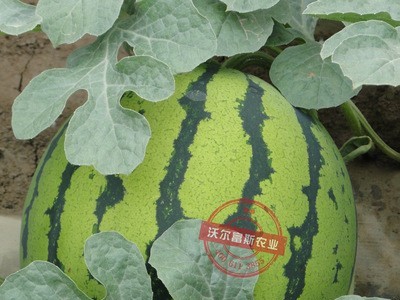 高产易种圆形西瓜种子【花皮一号】早熟脆甜沙瓤耐储运 四季播种图3
