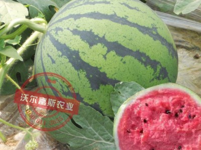 高产易种圆形西瓜种子【花皮一号】早熟脆甜沙瓤耐储运 四季播种图5