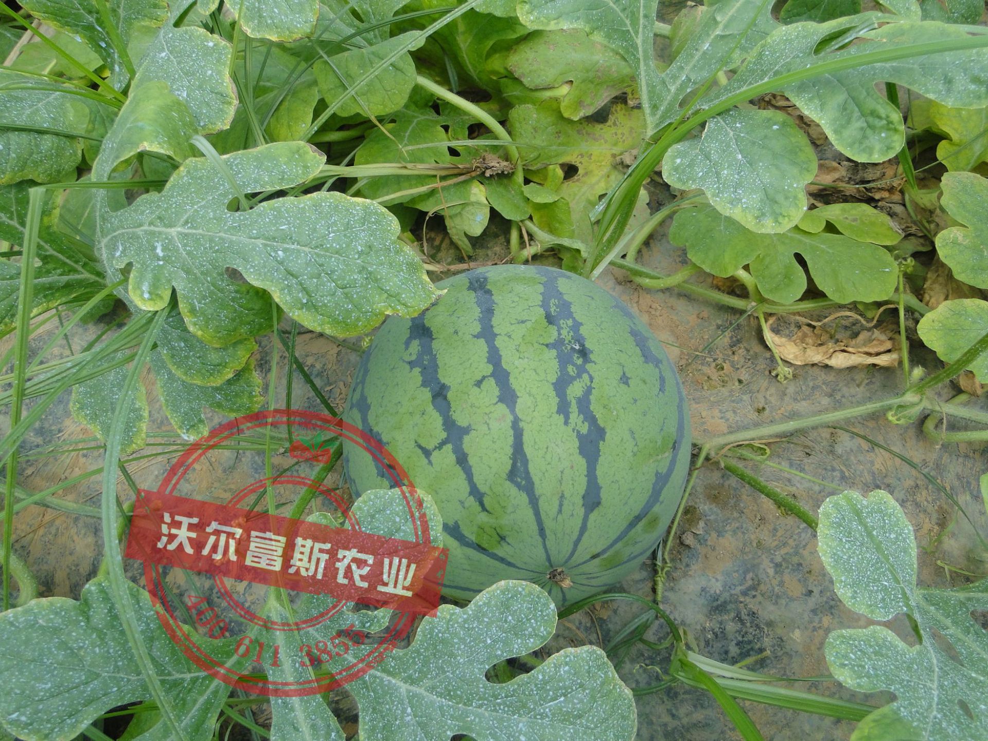 花皮一号